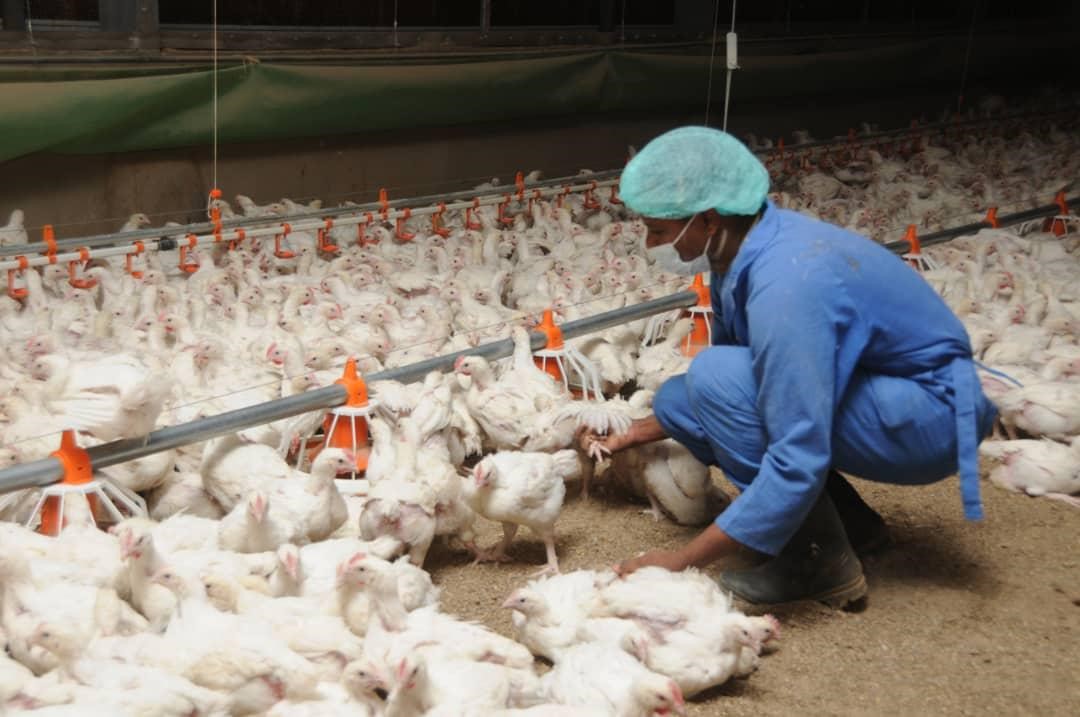 Expert calls for expansion of poultry industry