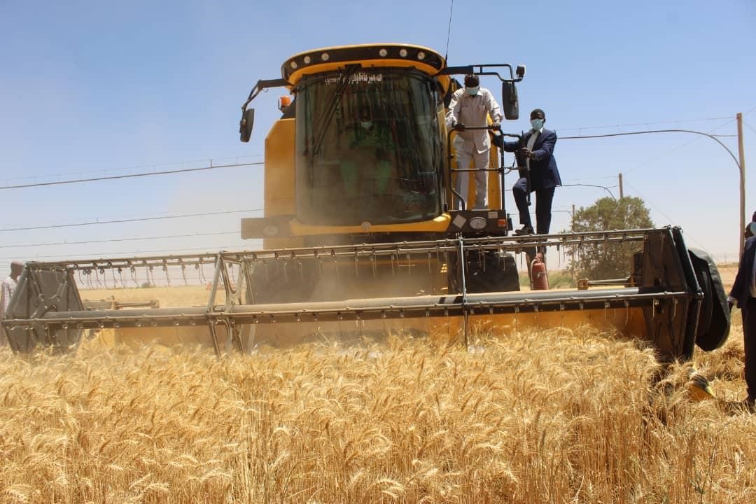 Wheat Harvest at Amtar Scheme