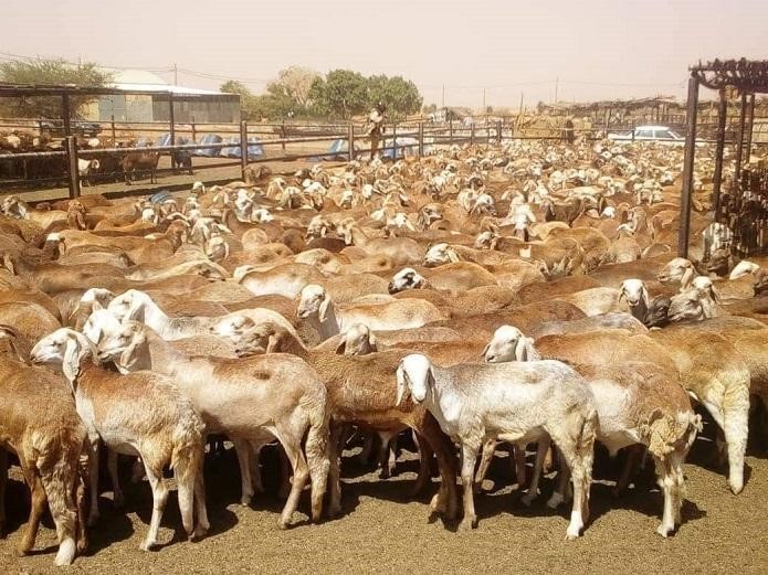 Livestock Exports